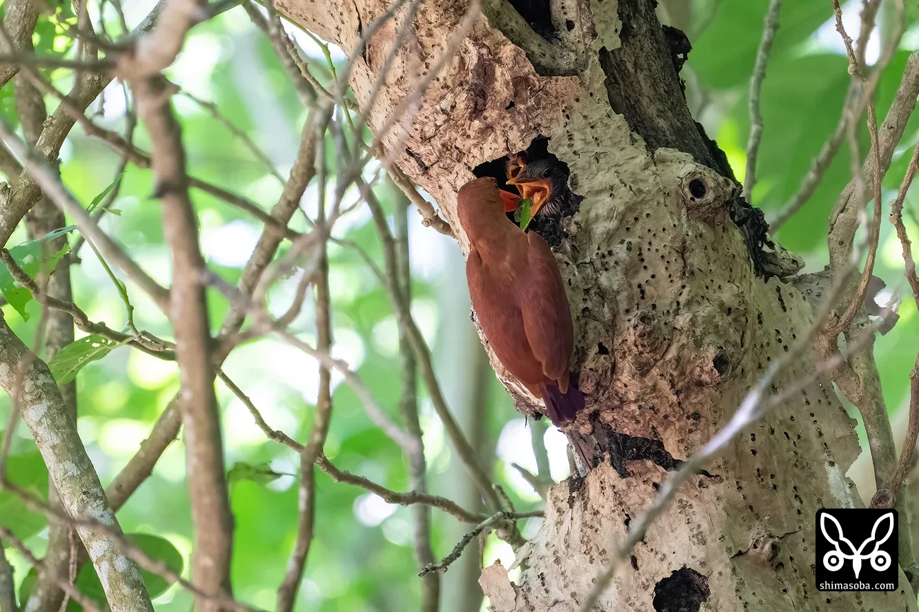 リュウキュウアカショウビン