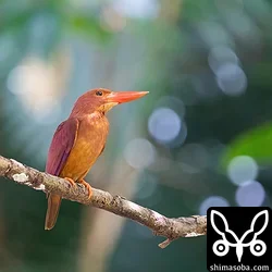 リュウキュウアカショウビン