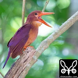 リュウキュウアカショウビン