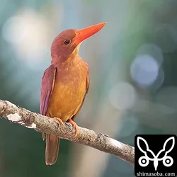 リュウキュウアカショウビン