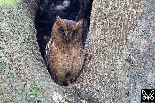 標識付きのリュウキュウコノハズクのメス。