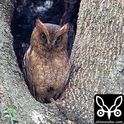 標識付きのリュウキュウコノハズクのメス。