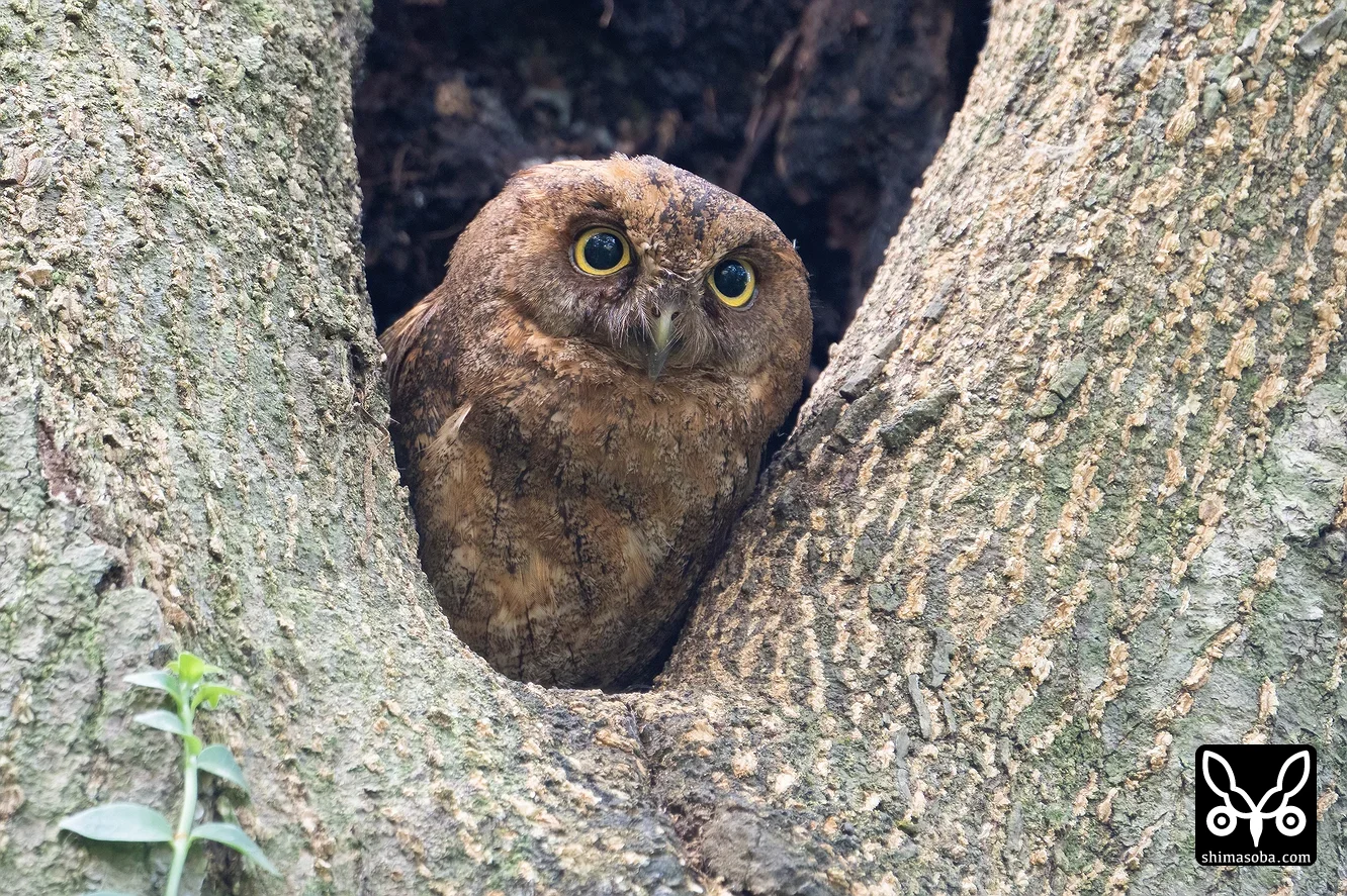 リュウキュウコノハズク