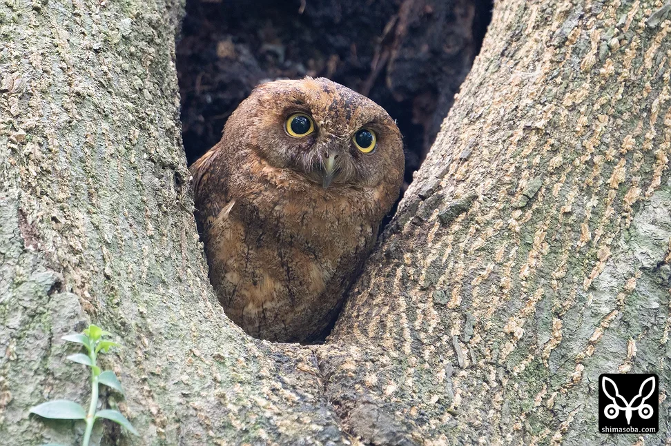 リュウキュウコノハズク