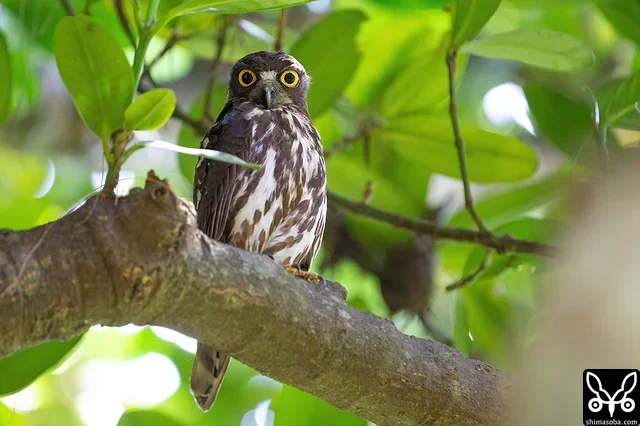 アオバズクのメス。大きくなったヒナが巣穴から顔を覗かせていました。少なくとも2羽はいるようです。