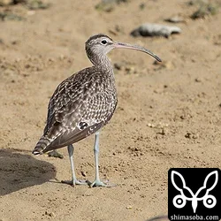 チュウシャクシギ