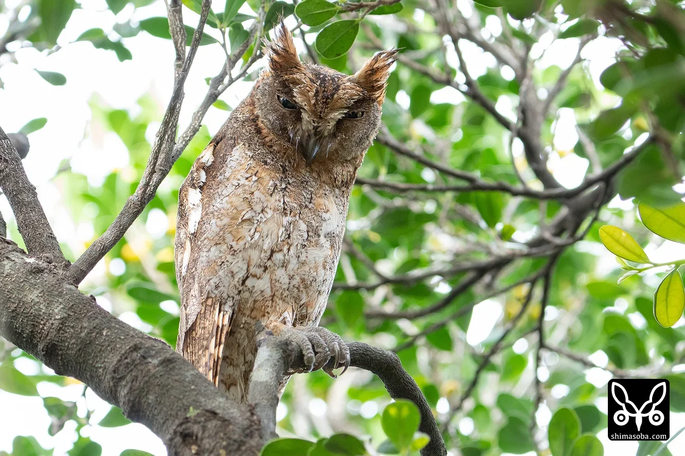 リュウキュウコノハズク