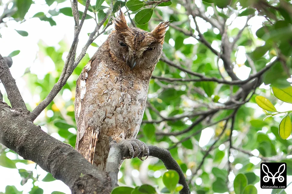 リュウキュウコノハズク