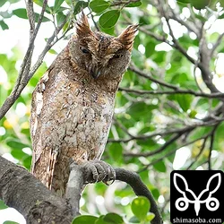 リュウキュウコノハズク