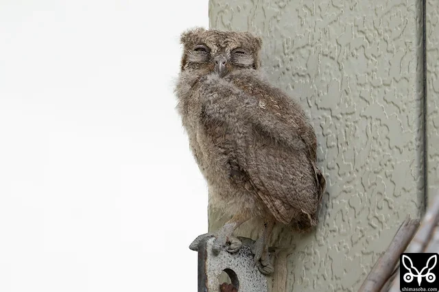 リュウキュウコノハズクの巣立ったばかりのヒナ。