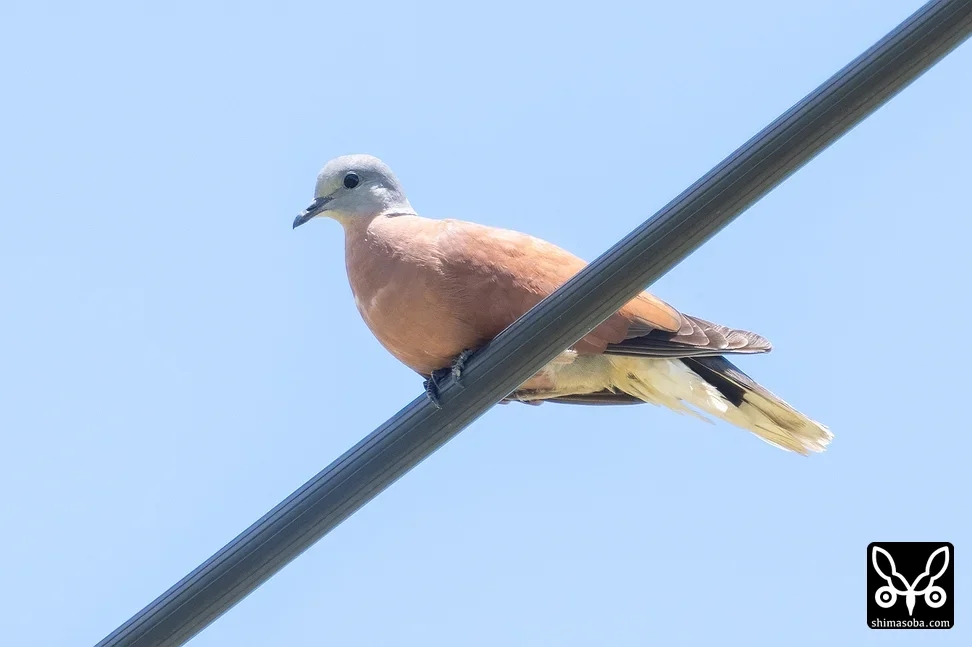 ベニバト