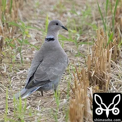 シラコバト、ベニバト、キジバト