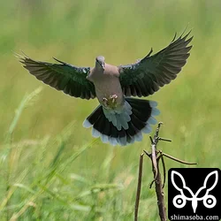 リュウキュウキジバト