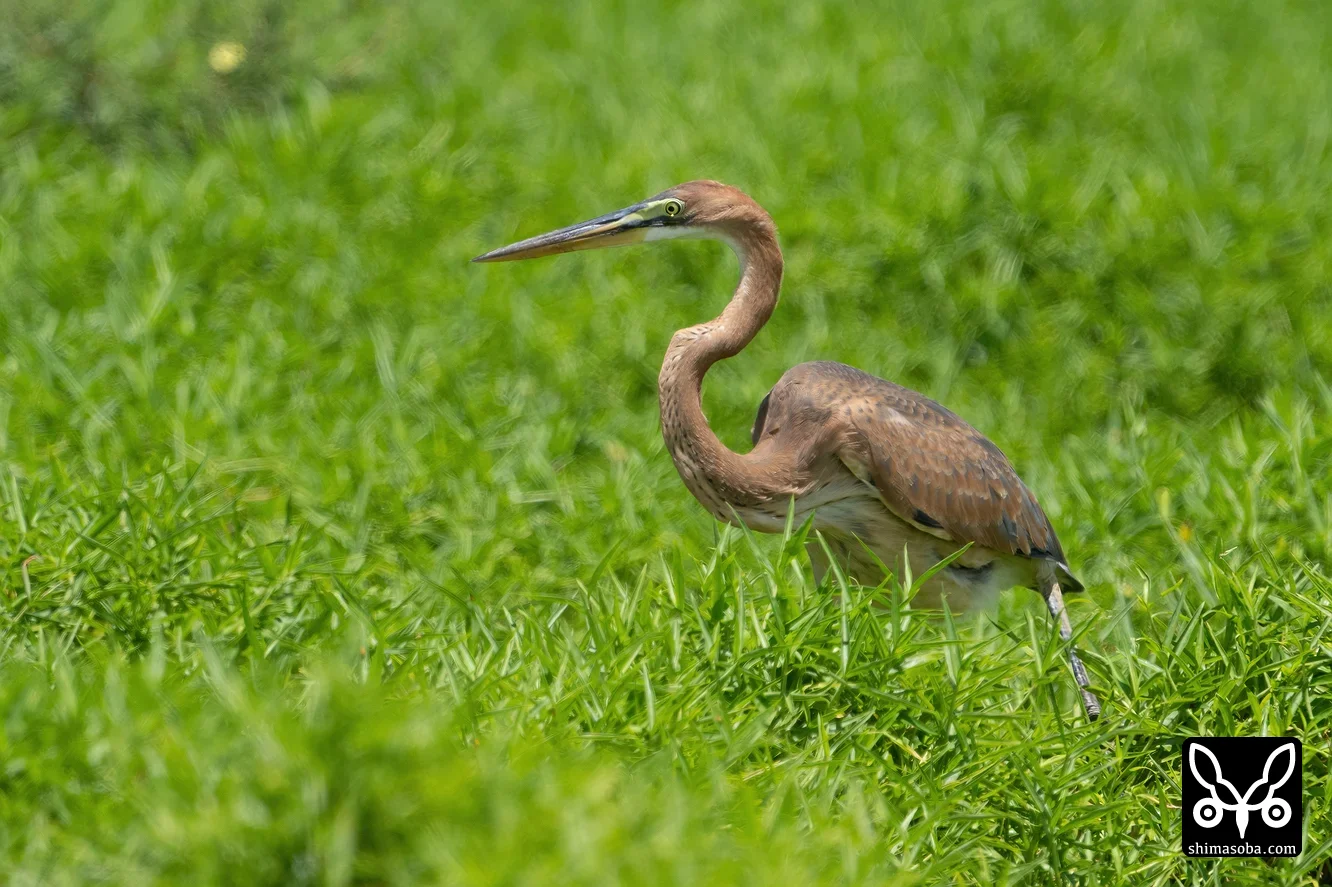 ムラサキサギ