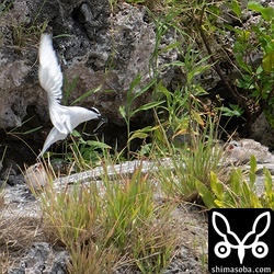 エリグロアジサシの親鳥が獲物の小魚を持って帰ると岩陰から2羽のヒナが口を開けながら飛び出してきました。