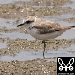 シロチドリ