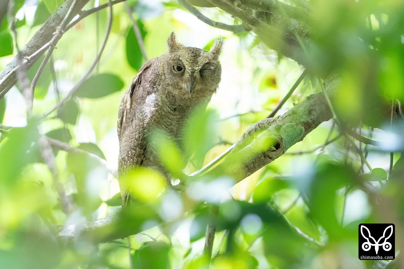 リュウキュウコノハズク