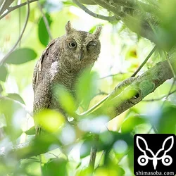 リュウキュウコノハズク