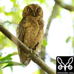 石垣島ではほとんどいないタイプなので気付くことができました。リュウキュウコノハズクの成鳥メス。