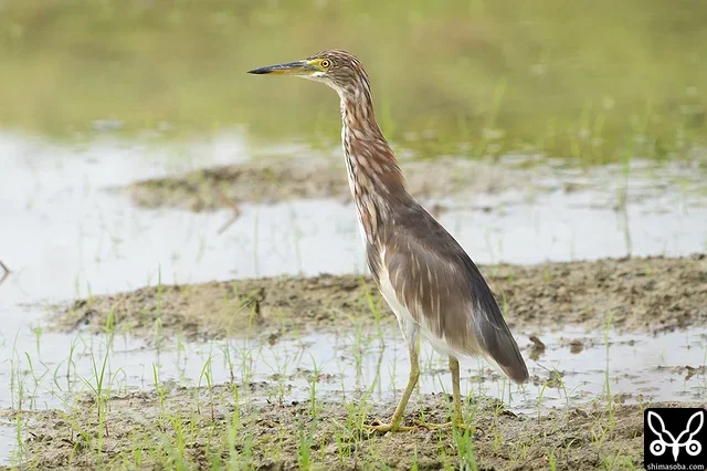 アカガシラサギの冬羽。同じエリアに夏羽も。