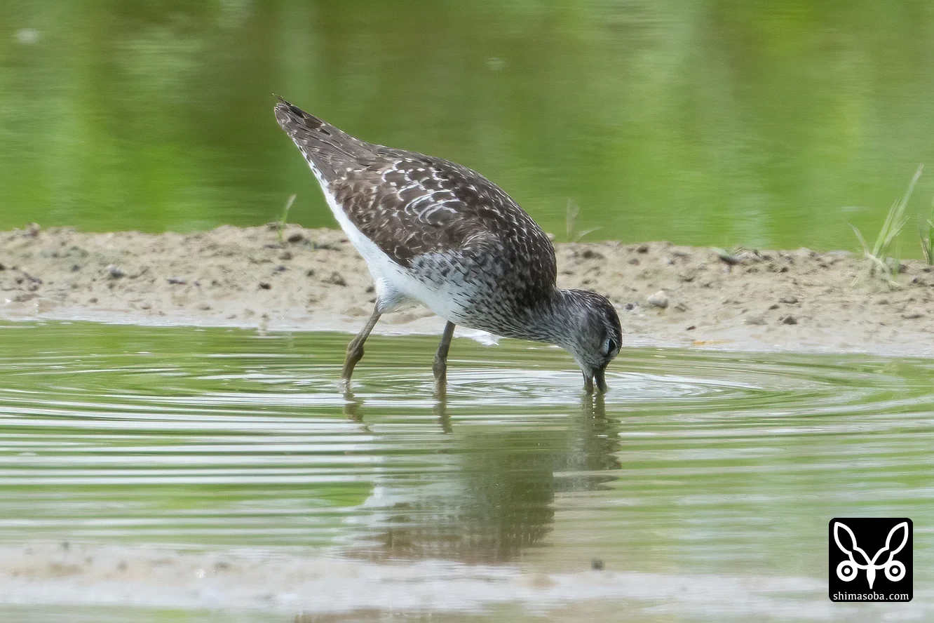 タカブシギ