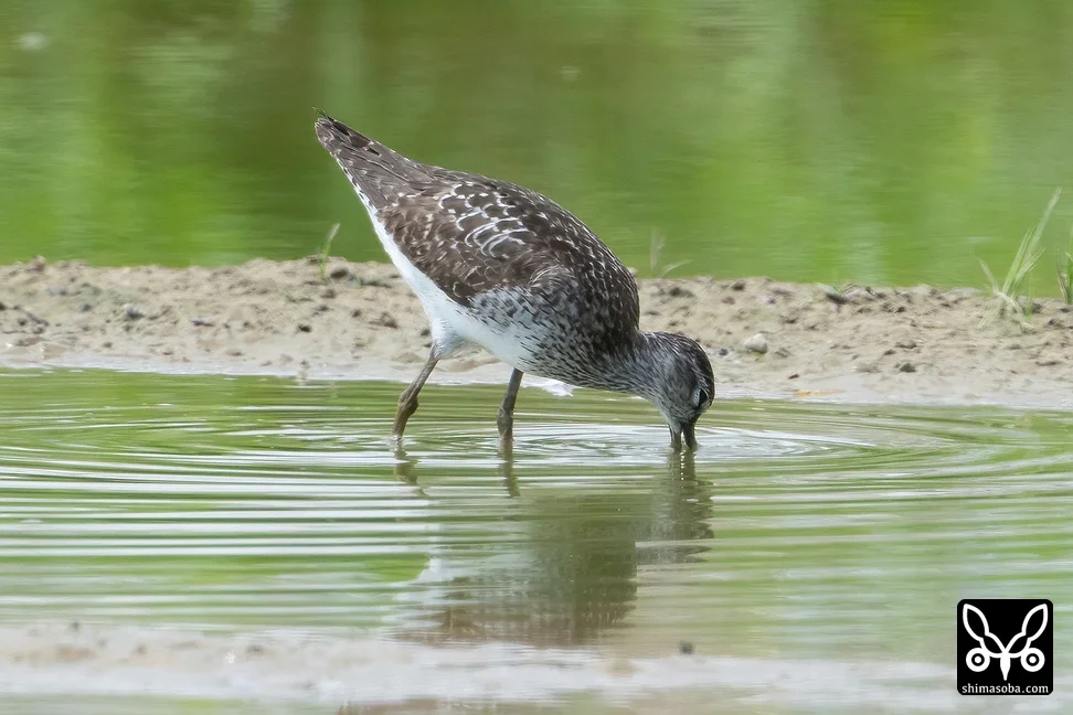 タカブシギ