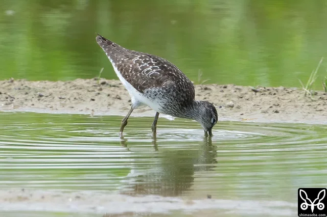 夏羽から冬羽へ変わりつつあるタカブシギ。