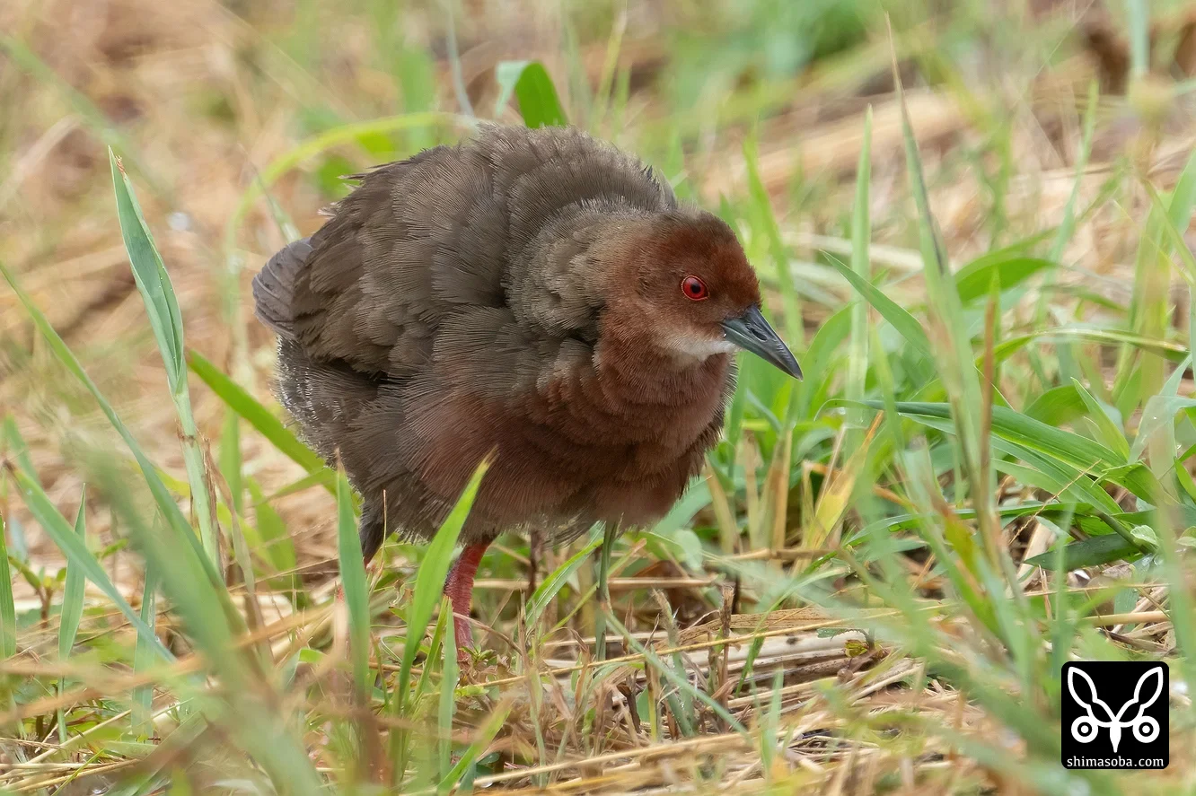リュウキュウヒクイナ