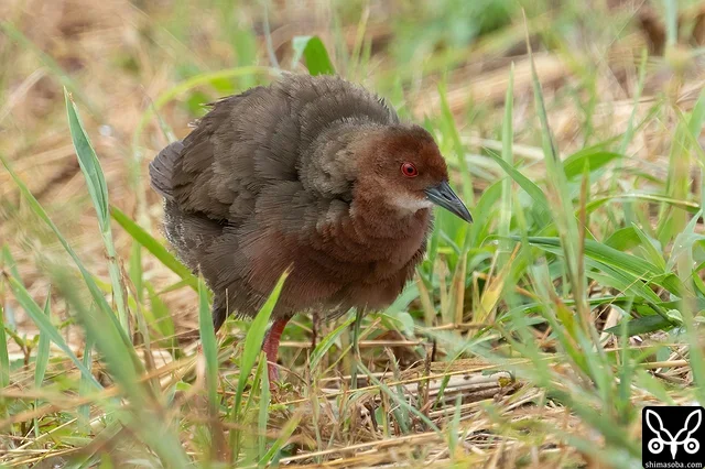 ヒクイナのオス。