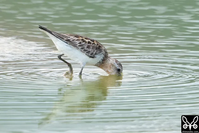 トウネン成鳥。夏羽後期。
