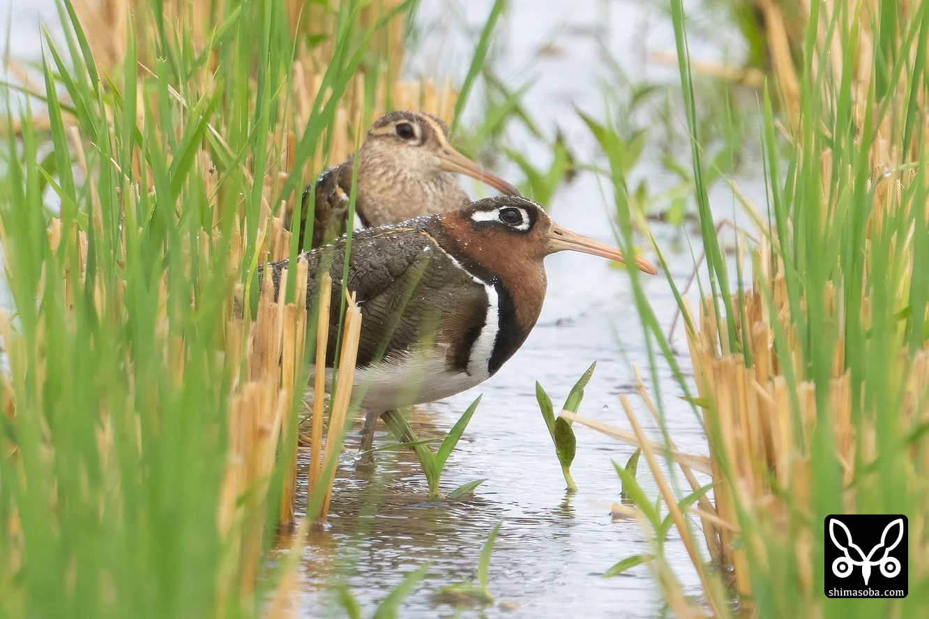 タマシギ
