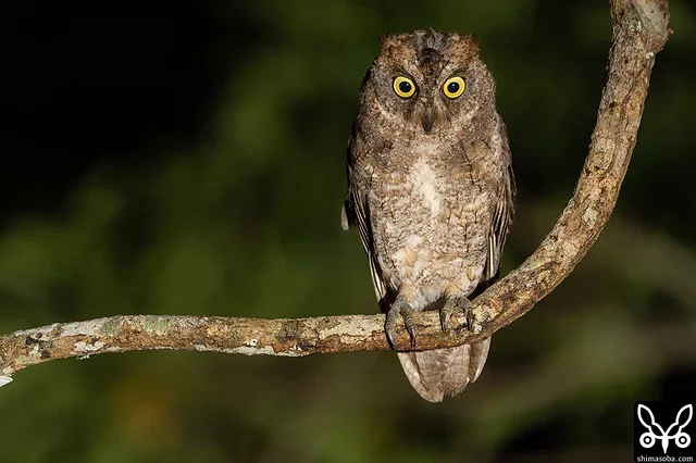 リュウキュウコノハズクの成鳥。