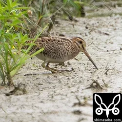 今季初のハリオシギ、タカブシギ幼鳥、クサシギ、キセキレイなど