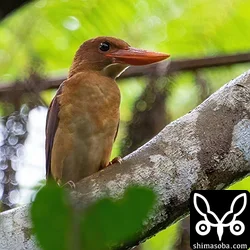 アカショウビン、リュウキュウヨシゴイ、ムラサキサギの幼鳥