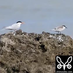 ベニアジサシ