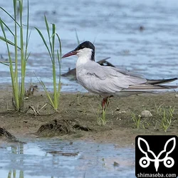 クロハラアジサシ、ハマシギ、トウネンほか