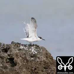 ベニアジサシ