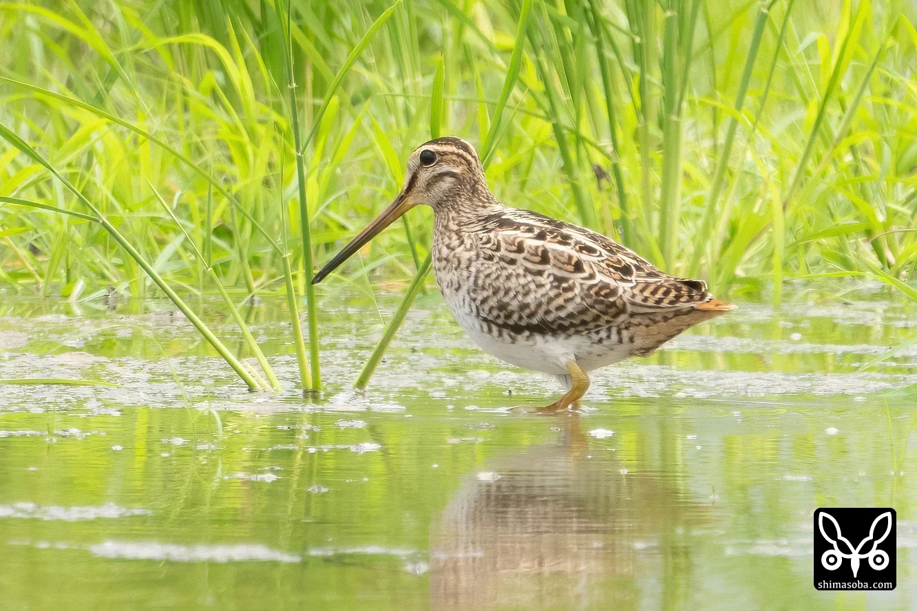 チュウジシギ
