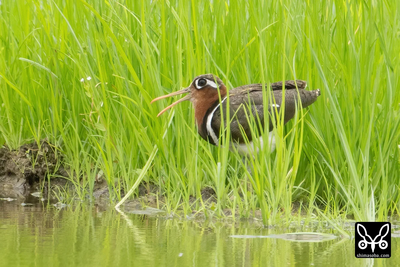 タマシギ