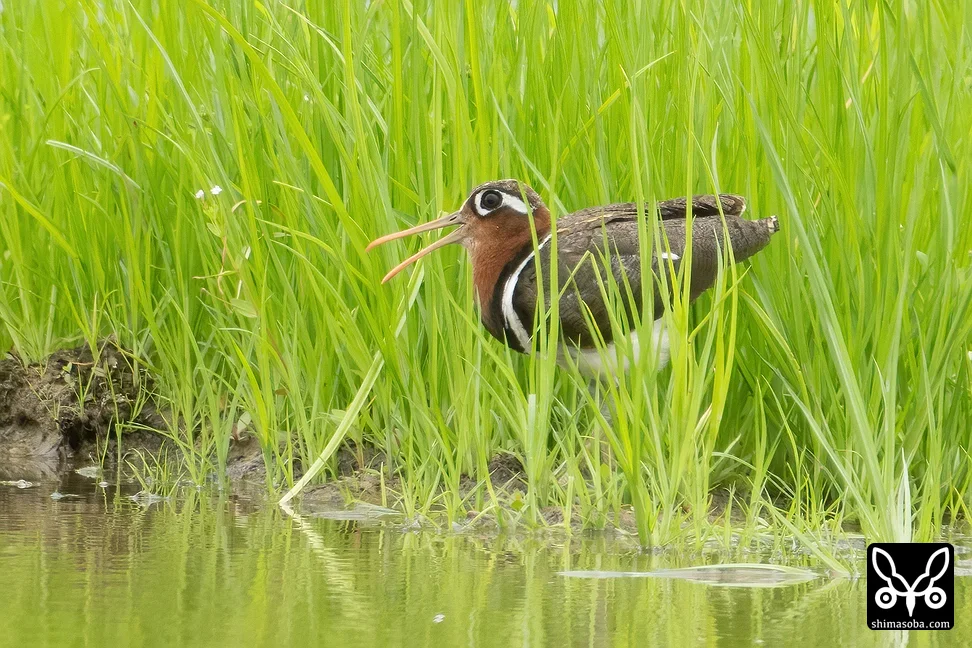 タマシギ