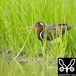 タマシギ