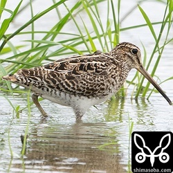 チュウジシギ成鳥夏羽後期。