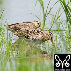 チュウジシギ幼鳥(手前)とハリオシギ成鳥。