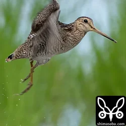 飛ぶハリオシギ。