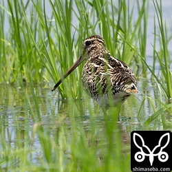 チュウジシギ成鳥夏羽。