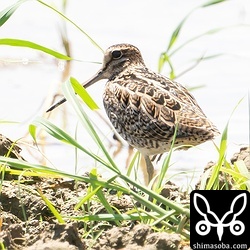 ハリオシギ成鳥。こちらも冬羽に移行中。