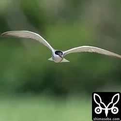 クロハラアジサシ