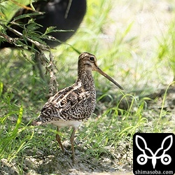 チュウジシギ成鳥。この後、奥の子連れのバンに追われていました。