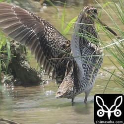 上とは別個体。ハリオシギ成鳥。