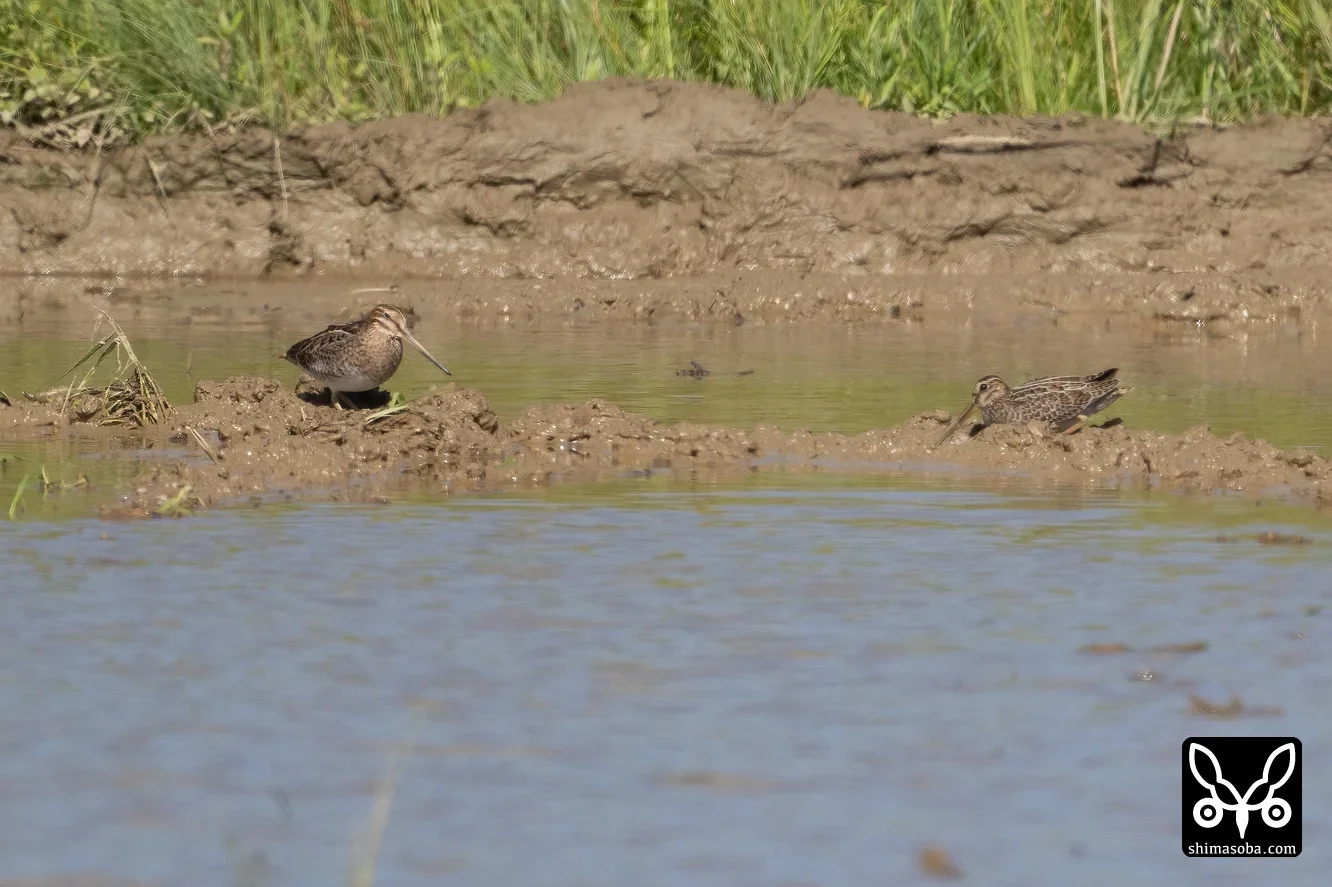 ハリオシギ